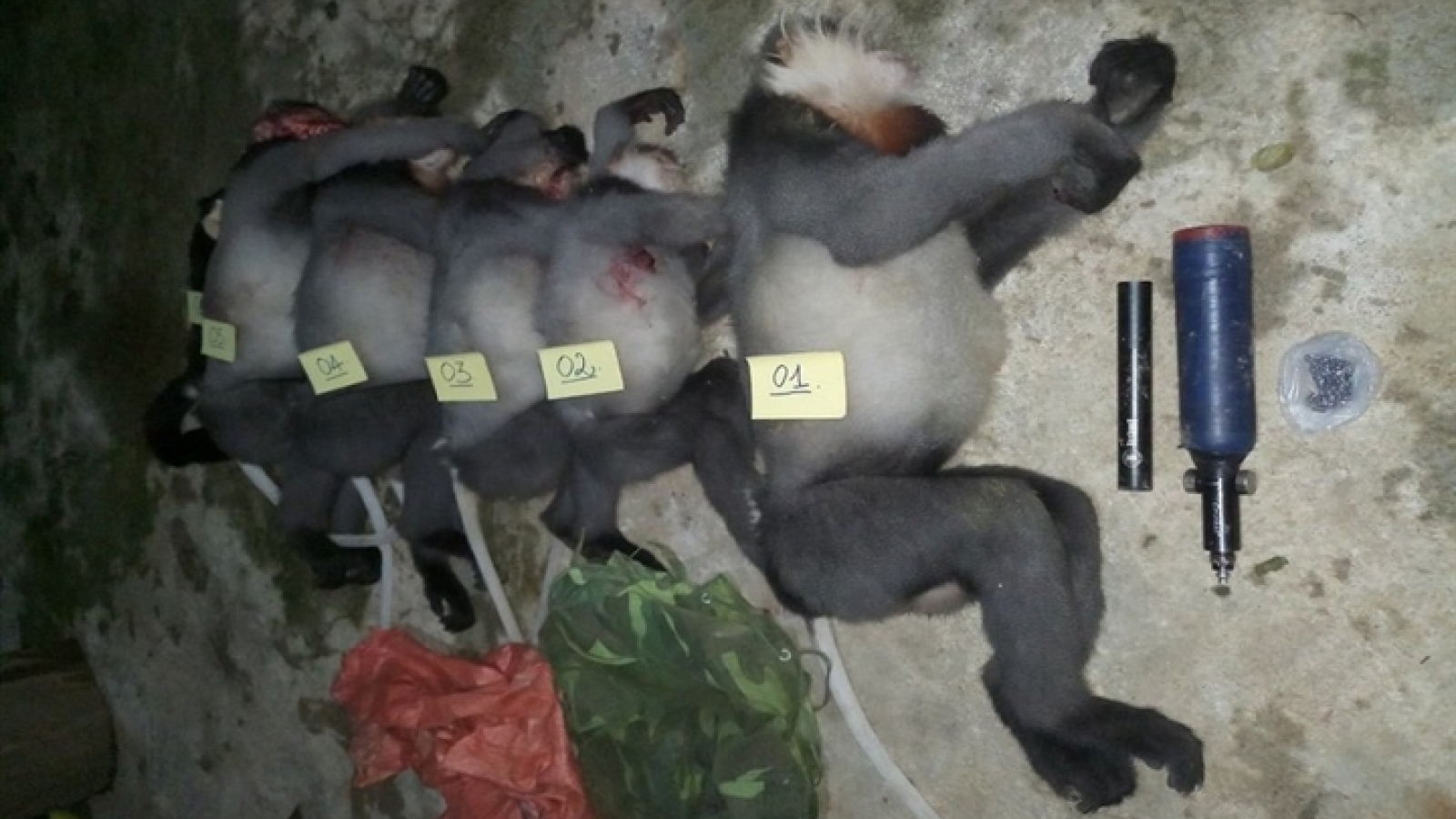 Five rare gray-shanked douc langurs shot dead in central Vietnam