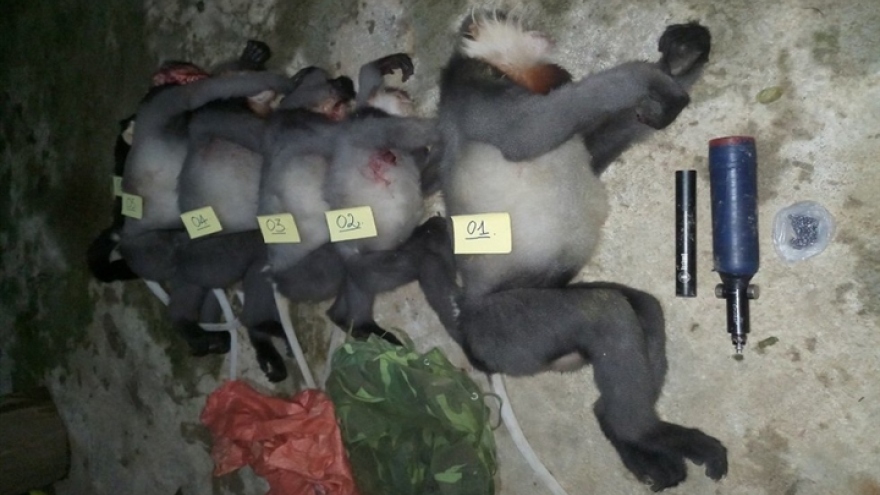 Five rare gray-shanked douc langurs shot dead in central Vietnam