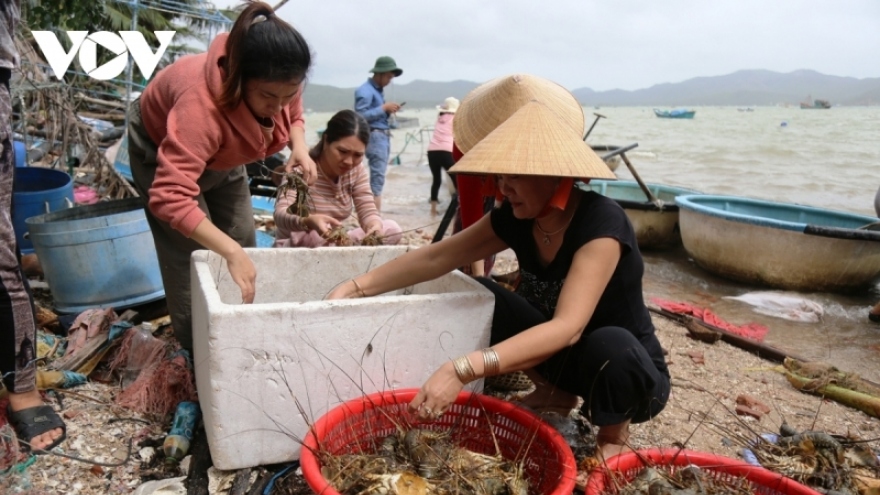 Phú Yên: Tôm hùm chết vì sốc nước ngọt và thiếu ô xy
