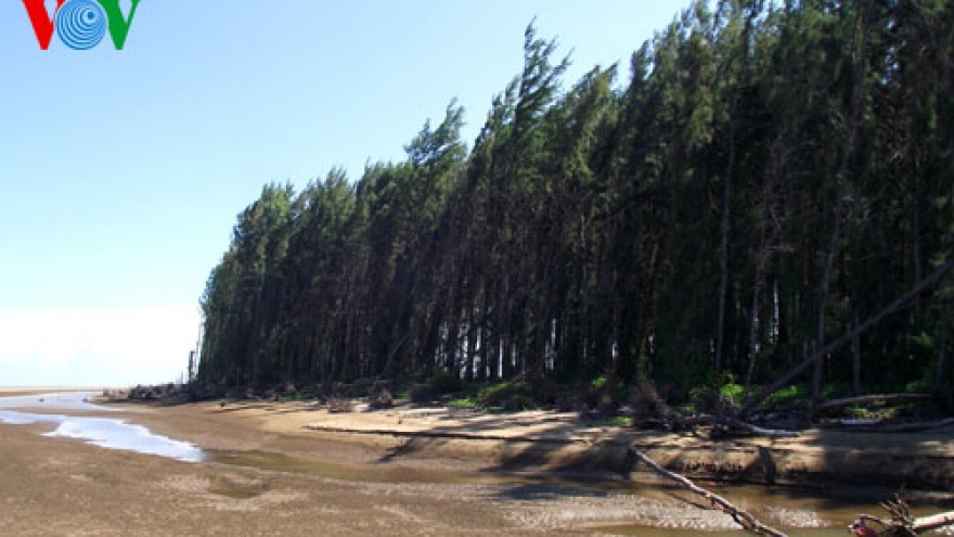 Phê duyệt đề án Bảo vệ và phát triển rừng vùng ven biển nhằm ứng phó với biến đổi khí hậu