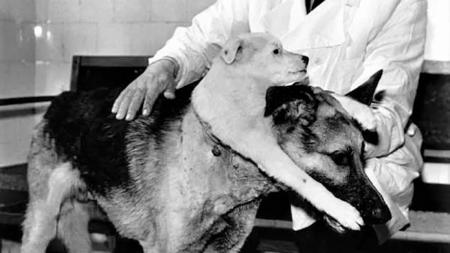 Demikhov - tác giả ca cấy ghép đầu chó nổi tiếng trong thế kỷ 20