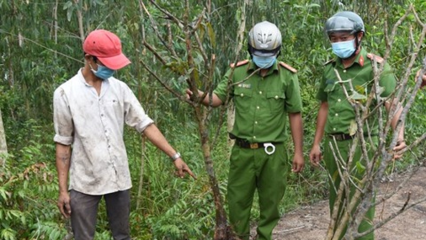 Tạm giữ 2 đối tượng lẻn vào vườn lúc nửa đêm để trộm 7 gốc mai vàng