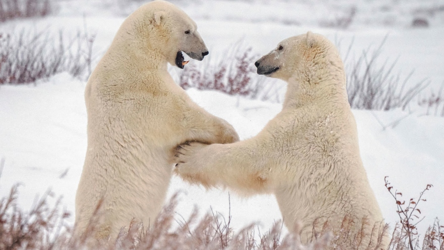 Khám phá cuộc sống bất ngờ và thú vị ở “vương quốc gấu Bắc Cực”