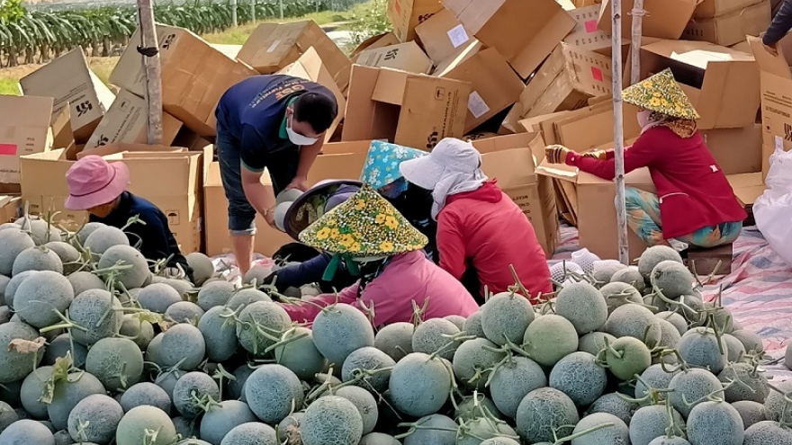 Người trồng dưa lưới Bình Thuận háo hức chờ vụ dưa Tết
