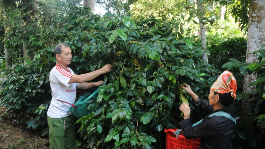 Cà phê Sơn La được giá nhất trong 10 năm trở lại đây 