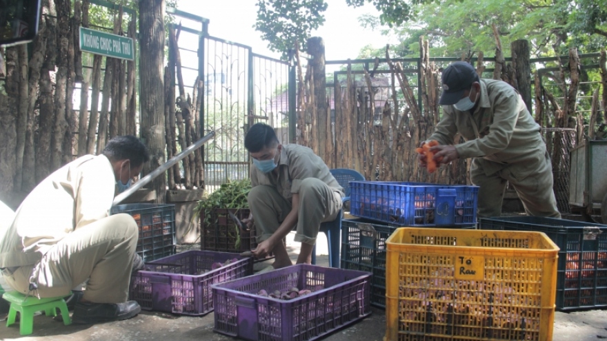 Tất bật dọn dẹp Thảo Cầm Viên để đón khách tham quan trở lại