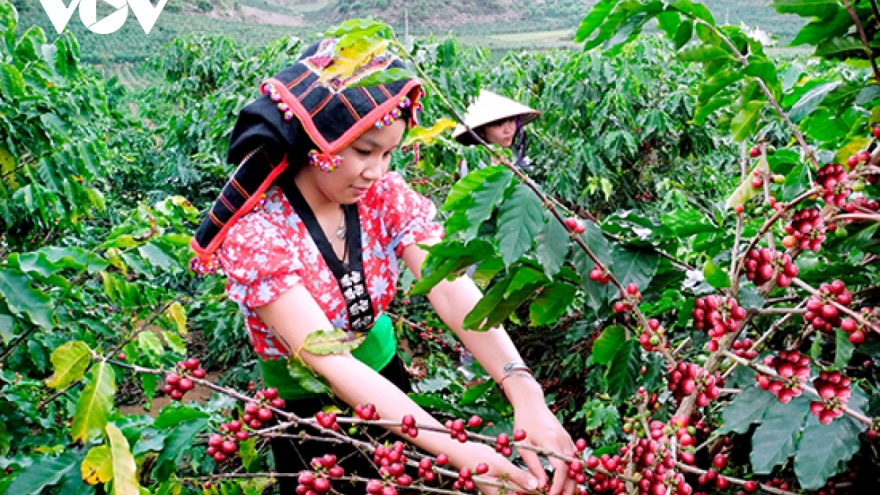 Sơn La xuất khẩu hơn 17.000 tấn cà phê trong 3 tháng qua