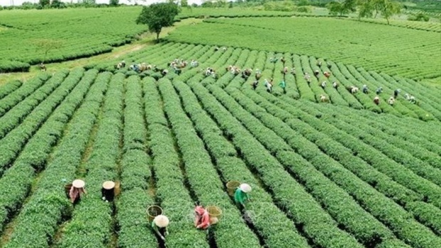 Vietnamese agriculture seeks ways to adapt to new context