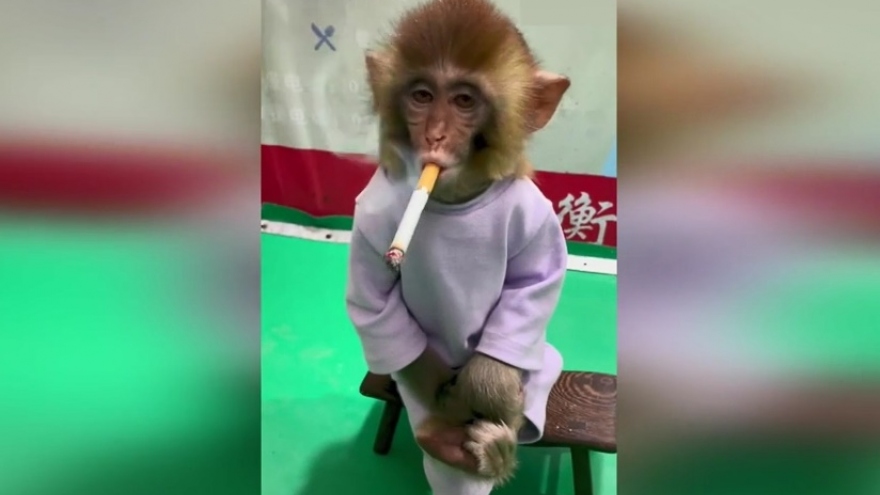 Video: Khỉ con khoanh gối hút thuốc lá đầy tâm trạng