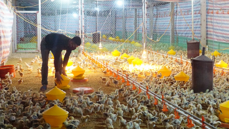 Chủ động bảo vệ đàn gia cầm