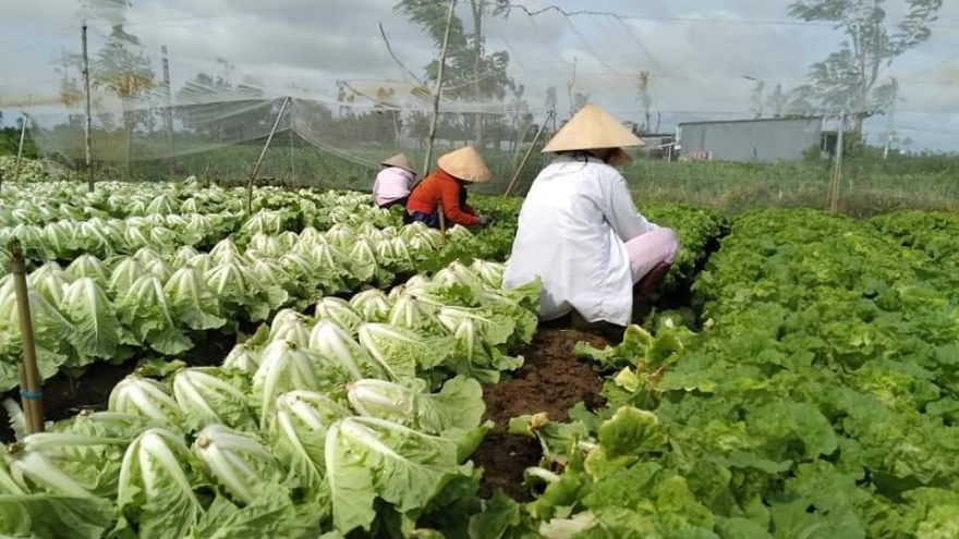 Rau xanh sốt giá, nông dân Tiền Giang lãi to