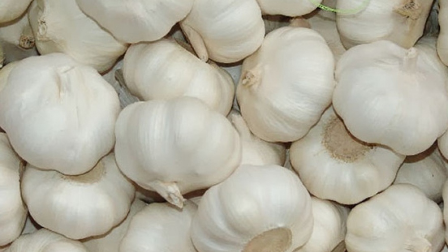 Vietnam spends US$63 million on importing Chinese garlic