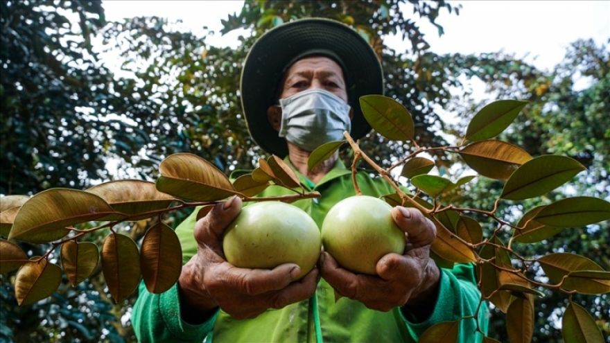 Nhà vườn Cần Thơ thu lợi nhuận từ cây vú sữa