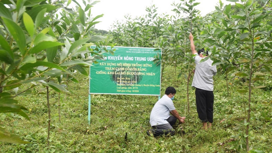 Nông dân Phú Yên kỳ vọng "đổi đời" nhờ mô hình thâm canh gỗ lớn