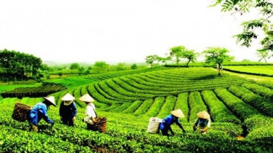 Vietnam remains seventh largest tea supplier to US