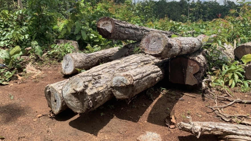 Bắt nhân viên bảo vệ rừng để cho "lâm tặc" khai thác gỗ