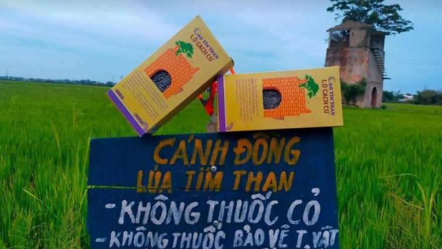 Nông dân Quảng Nam thành công với mô hình sản xuất lúa tím than năng suất cao