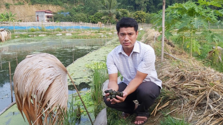 Mô hình nuôi ốc nhồi có thu nhập cao ở xã Mỹ Bằng Yên Sơn