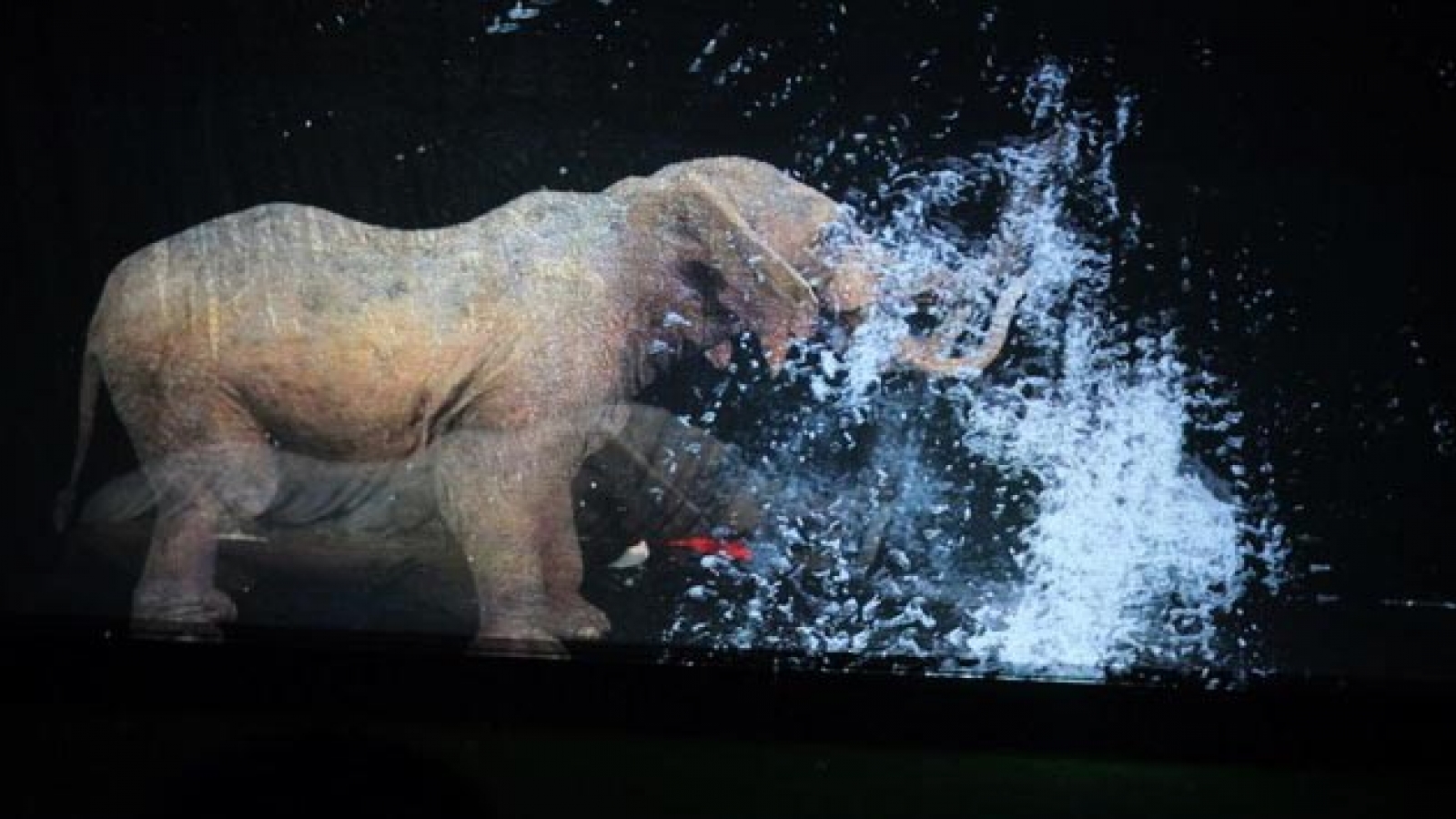 First Vietnamese circus makes use of holograms instead of live animals debuts