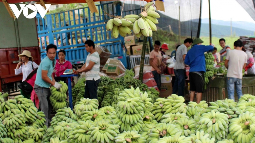 Japan increases banana imports from Vietnamese market