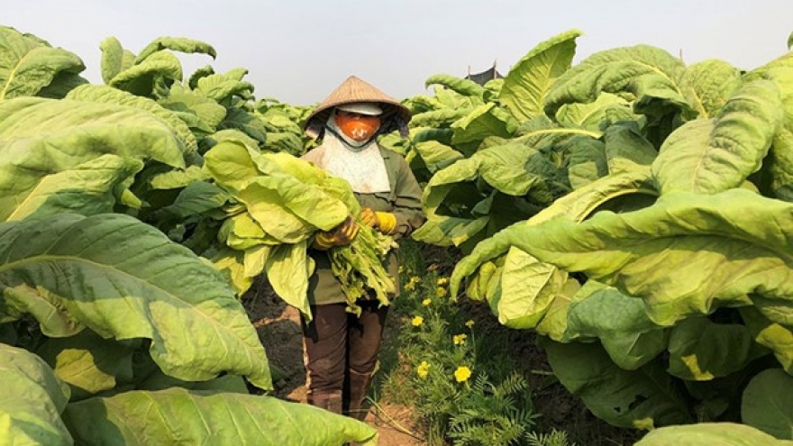 BAT, together with Vietnam, develops sustainability