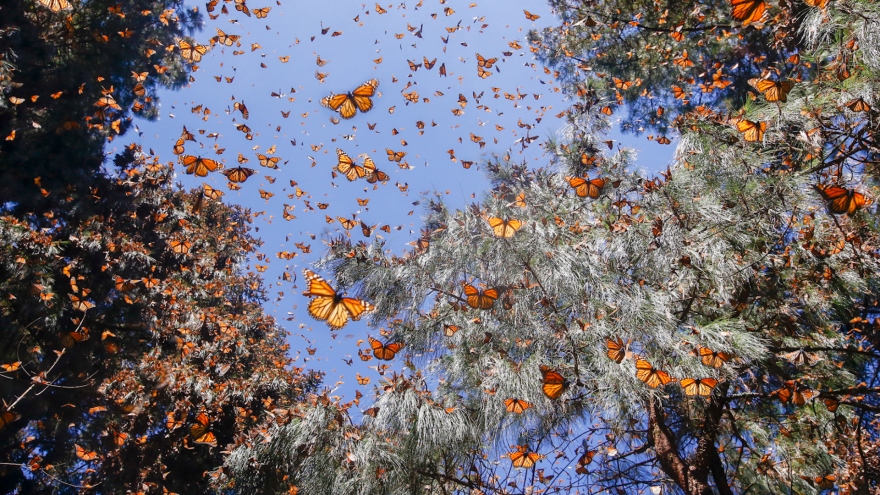 Hàng triệu con bướm chúa di cư đến khu bảo tồn ở bang Michoacan, Mexico
