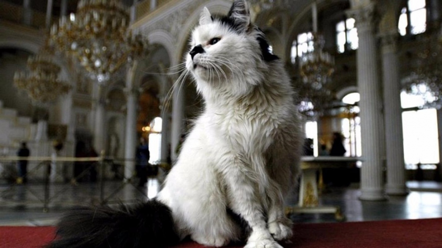 Điều ít biết về những chú mèo canh giữ báu vật tại Bảo tàng Hermitage
