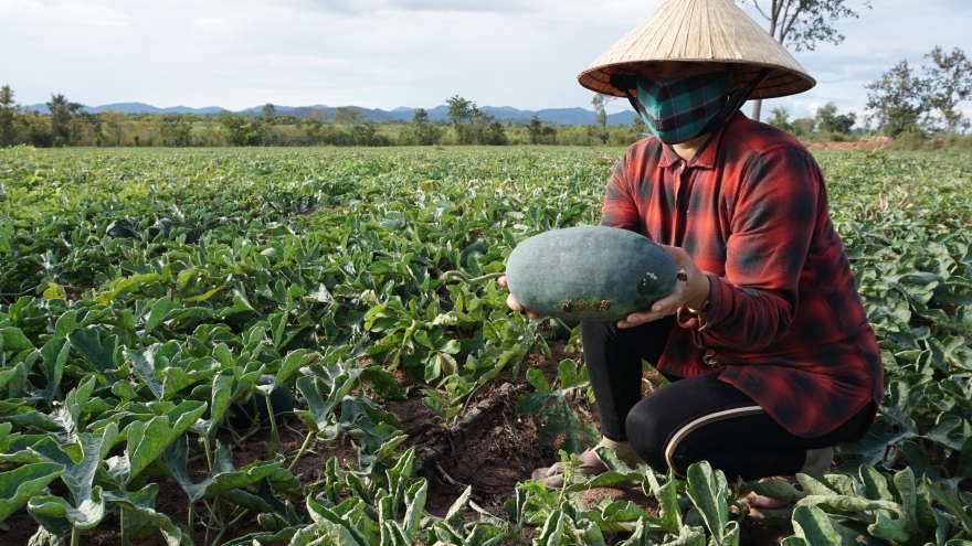 Nông dân Gia Lai lao đao vì dưa hấu rớt giá