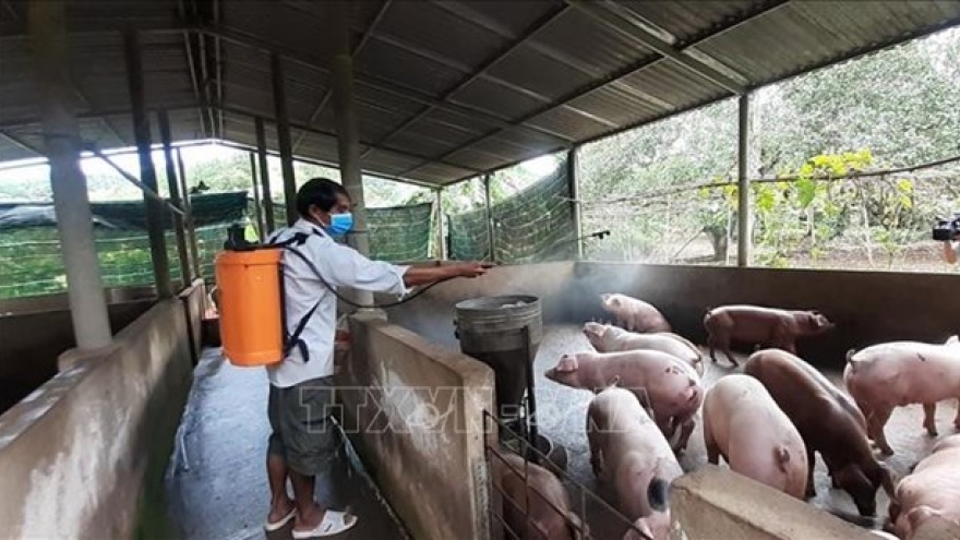 IFC supports Vietnam in African swine fever prevention