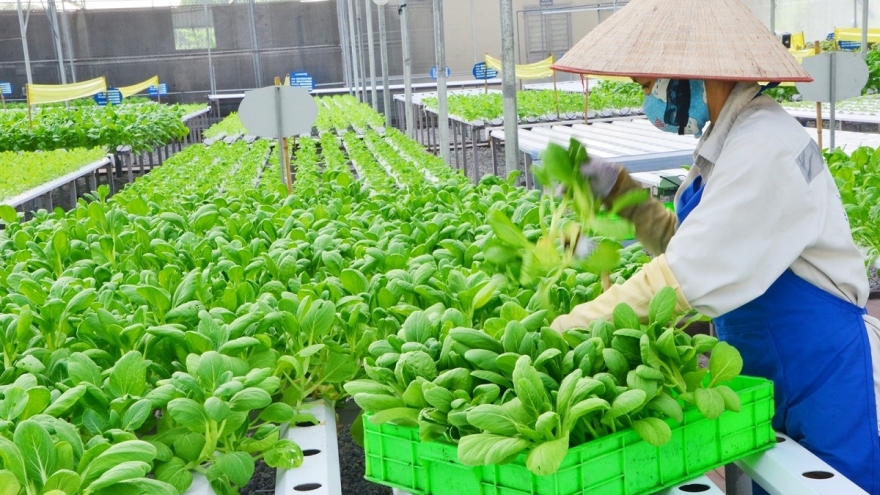 Giá trị sản xuất ngành trồng trọt tỉnh Thái Bình tăng 1,8% so với cùng kỳ