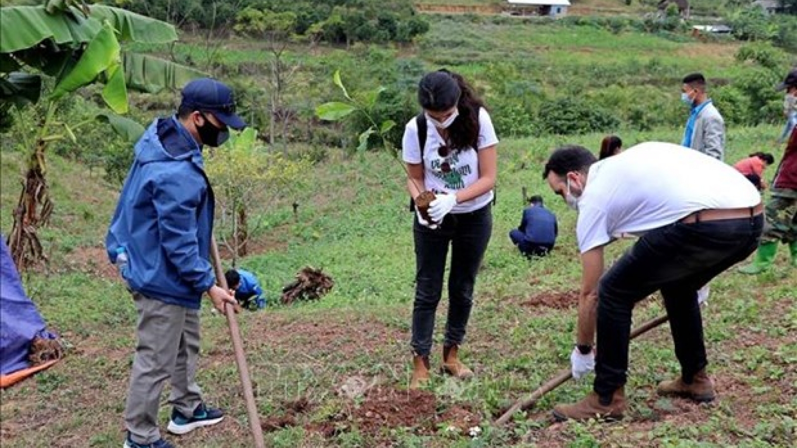 Israeli Embassy presents over 22,000 plants to Hoa Binh farmers 