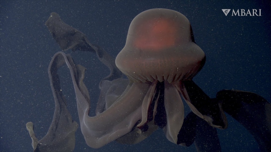 Chiêm ngưỡng vẻ đẹp mê hoặc của sứa biển khổng lồ