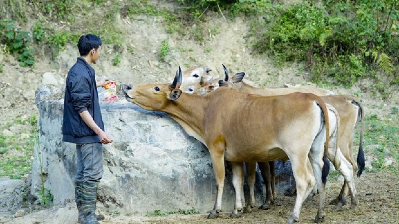 Vietnam, China share poverty reduction experience at webinar