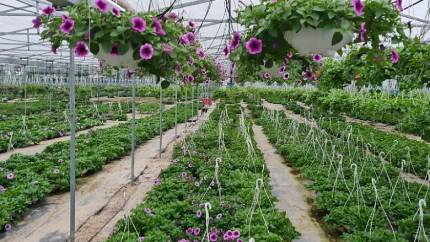 Người trồng hoa Tết ở Quảng Nam phấn khởi vì sức mua tăng mạnh