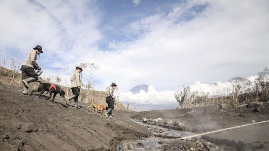 Núi Semeru lại phun trào, Indonesia đình chỉ tìm kiếm nạn nhân
