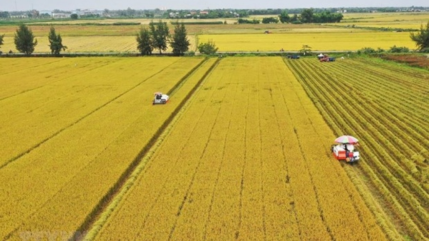 Mekong Delta faces challenge to reducing greenhouse gas emissions in rice farming