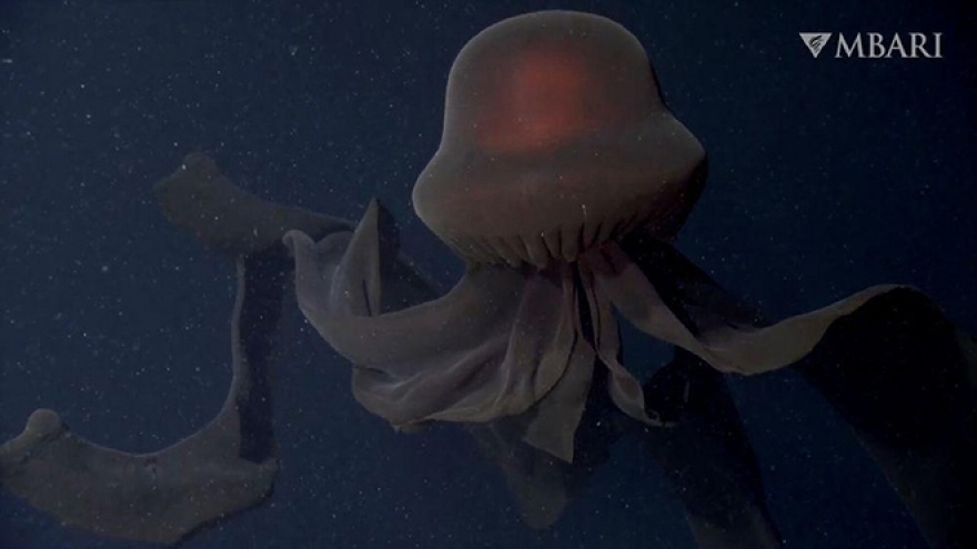 Thước phim đầy mê hoặc về loài sứa "ma" khổng lồ sống dưới biển sâu