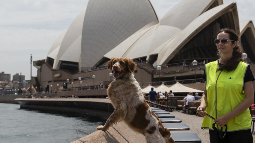Bị mòng biển quấy rối, Nhà hát Opera Sydney (Australia) phải thuê "biệt đội" chó trợ giúp
