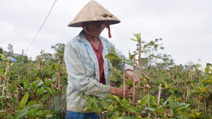 Người trồng mai Bình Định lo ế ẩm vụ hoa Tết
