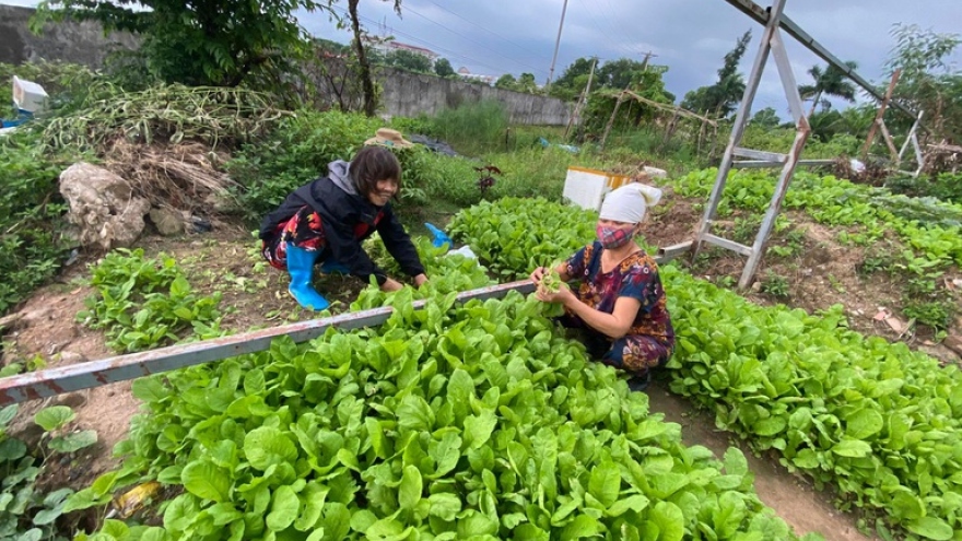 Đi chăm cháu ở Thủ đô, bà ngoại "khai khẩn" đất hoang thành vườn sum suê