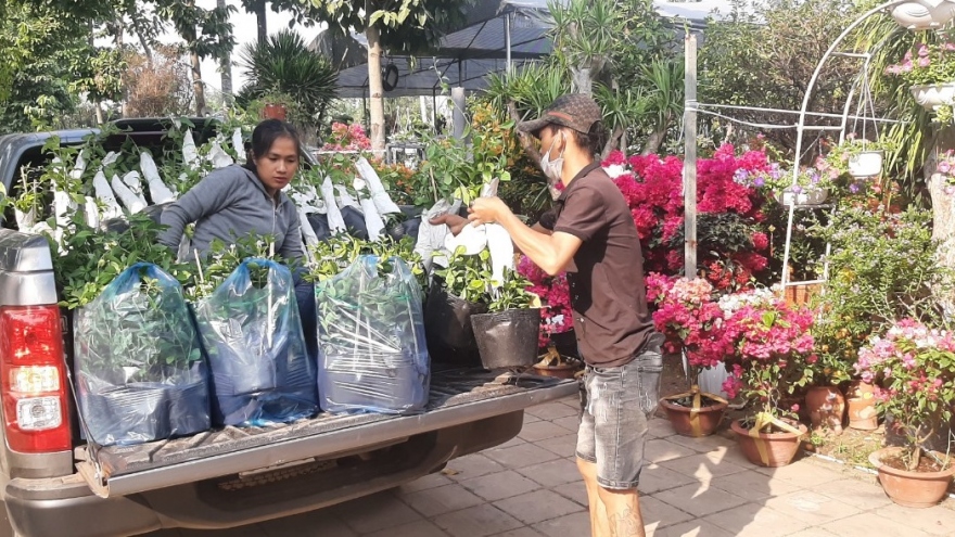 Lượng hoa tết tại chợ giảm, nhiều người chuộng lên mạng mua hoa