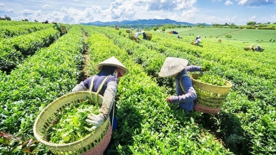 Vietnamese tea enjoys surge in Taiwanese market