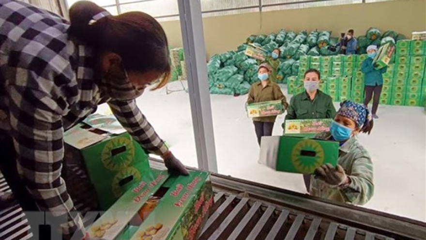 Russian consumers taste Vietnamese pomelo 