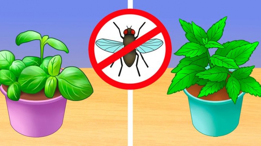 Những cách giúp loại bỏ côn trùng và hoá chất độc hại trong nhà bạn