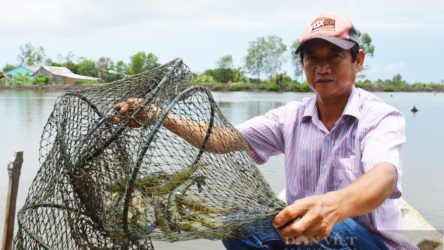 Xuất khẩu tôm mang lại hơn 1 tỷ USD cho Cà Mau