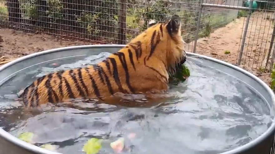 Hổ cái đáng yêu đầm mình trong bồn nước và chơi đùa với dưa hấu