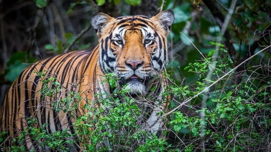 Legal foundations sought for tiger conservation in Vietnam
