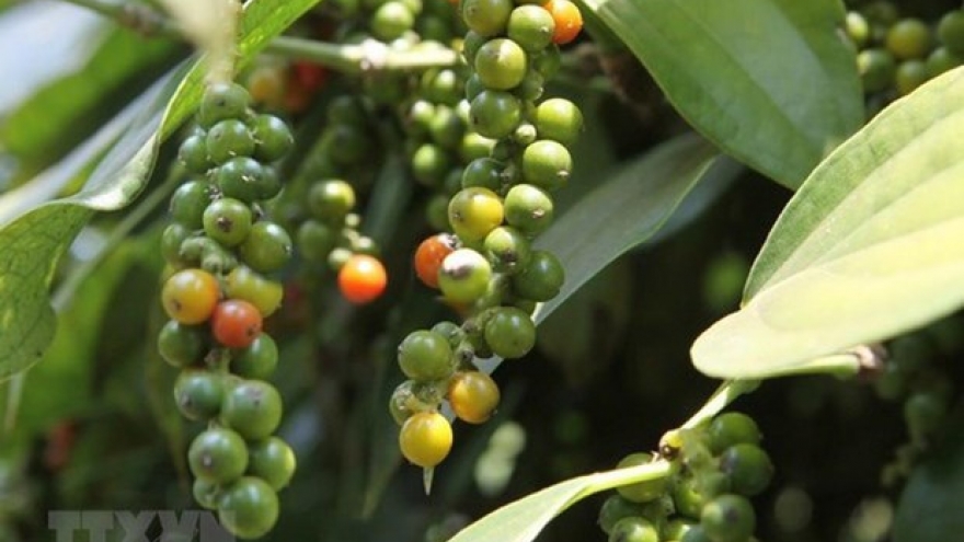 Vietnam striving to regain foothold for pepper industry