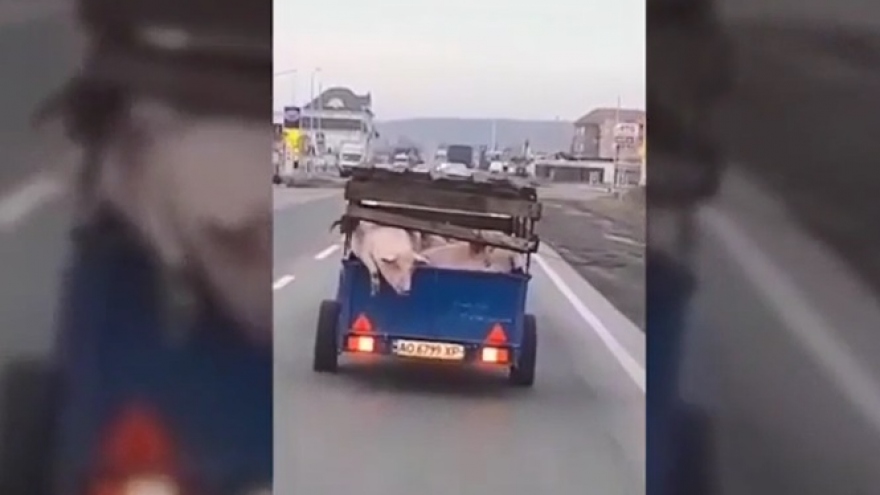 Chú lợn bất ngờ tẩu thoát khỏi xe trên đường tới lò giết mổ 