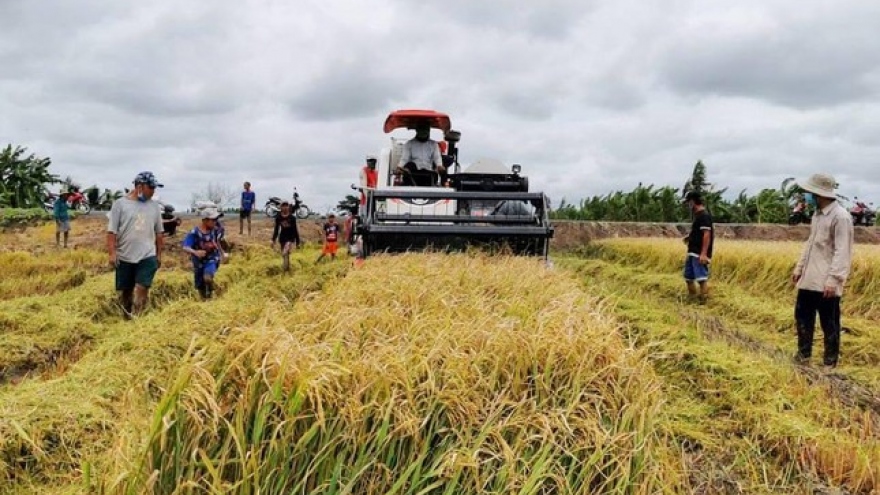 Điểm yếu nhất trong chuỗi giá trị lúa gạo là những người trồng lúa